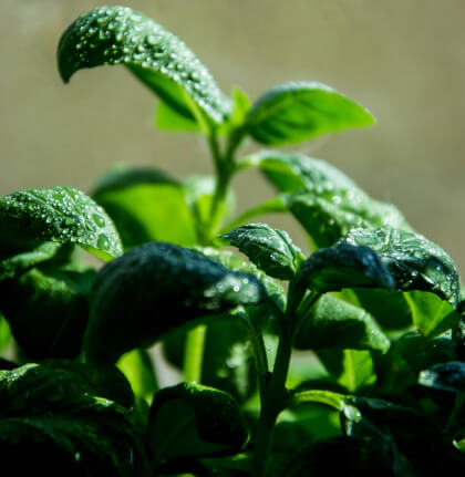 A Magic Cabinet-Mini Pot with Basil Seeds Fleria (Fisherman)